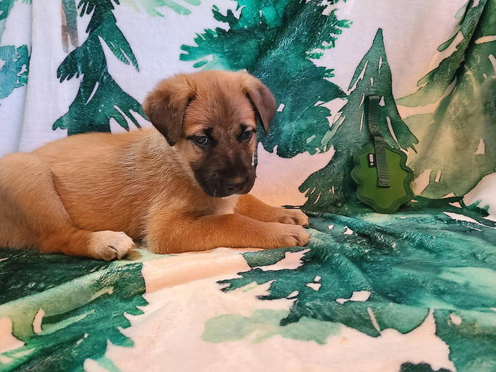 chinook puppy